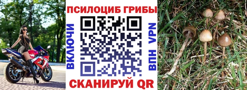 Галлюциногенные грибы прущие грибы  Богородицк 